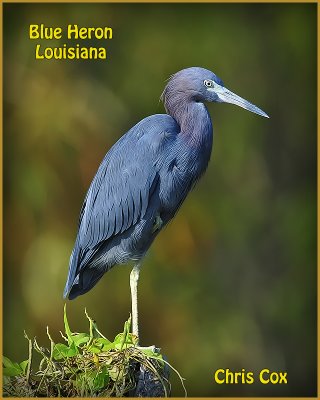 Birds of Louisiana 2011