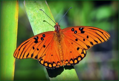 Gulf Fritillary