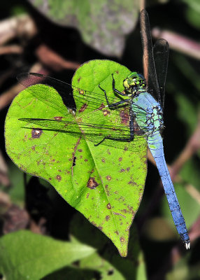 Blue Skimmer Dragonfly (I think?)