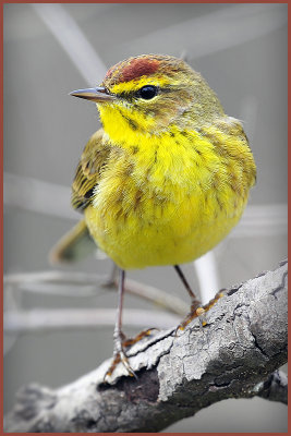 Yellow (Eastern) Palm Warbler ???
