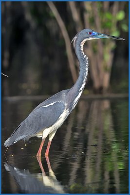 Tri Colored Heron