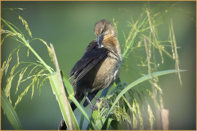 Female Grackle