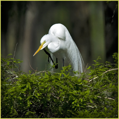 Nesting Egret