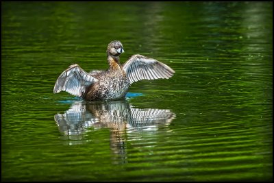 Pie Billed Grebe