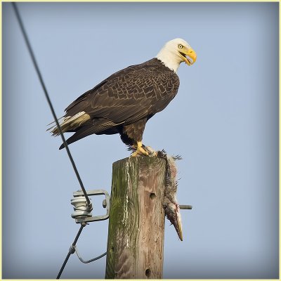 Bald Eagle