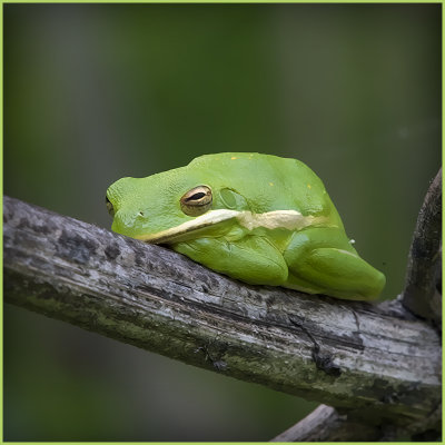 Small Green Frog
