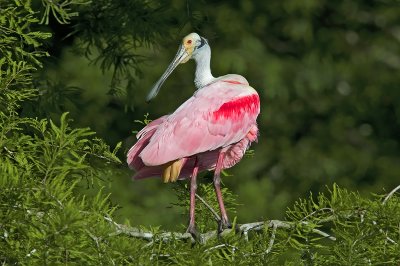 Roseate Spoonbill