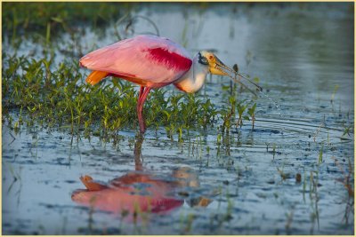 Roseate Spoonbill