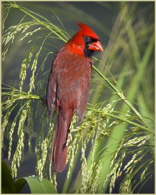 Northern Cardinal (Male)