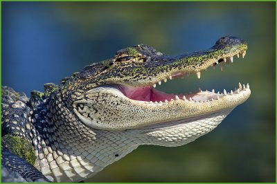 Louisiana Alligator