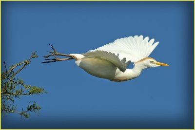 Cattle Egret