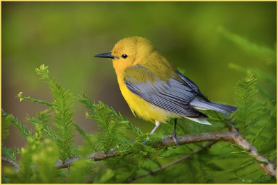 Female Prothonotary Warbler