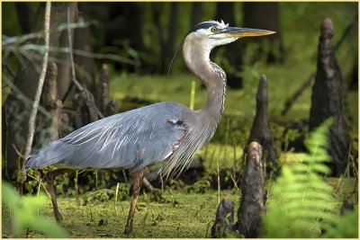 Sneaking Thru The Swamps