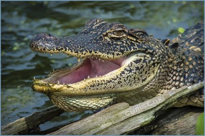 Alligators 2012