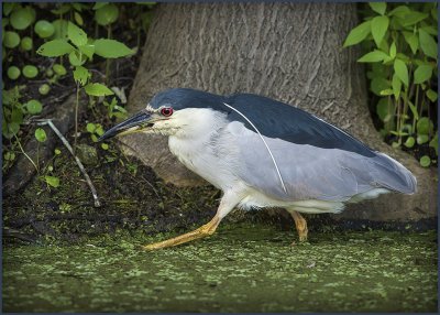 Black Crowned Night Heron