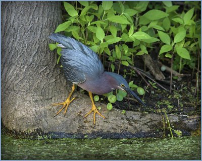 Green Heron