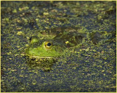 Louisiana Wildlife 2012