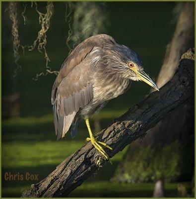 Black Crowned Night Heron