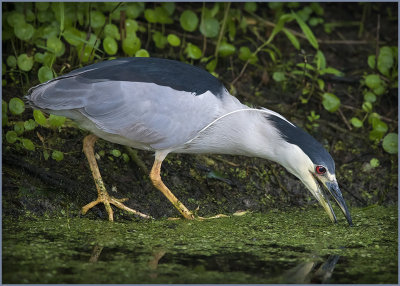 Black Crowned Night Heron