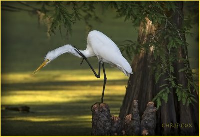 Egret Massage in early morning glow.