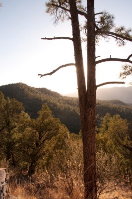 tree in foreground