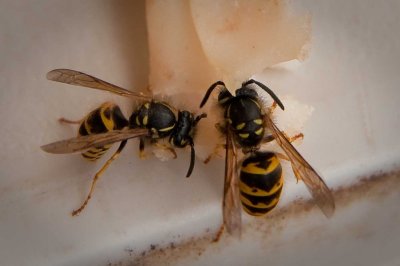 meat bees