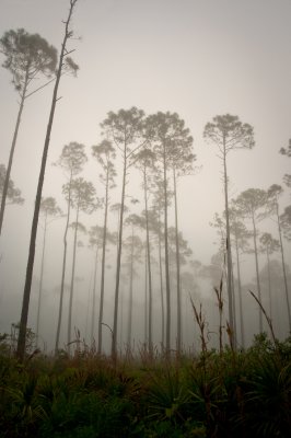 Florida pines in fog