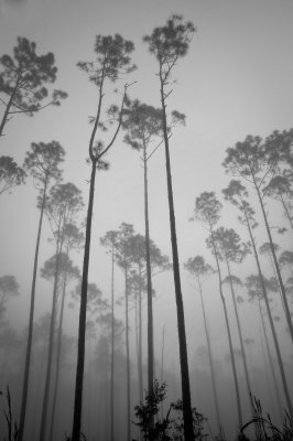 pines in fog  b&w