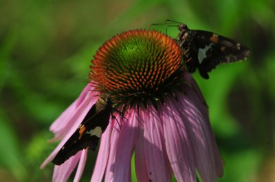 CONE FLOWER WITH BUTTERFLIES