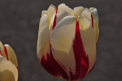 THE RED/WHITE TULIP