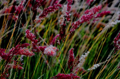 BEAUTIFUL GRASSES