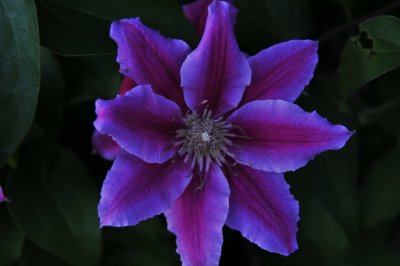 THE CLEMATIS