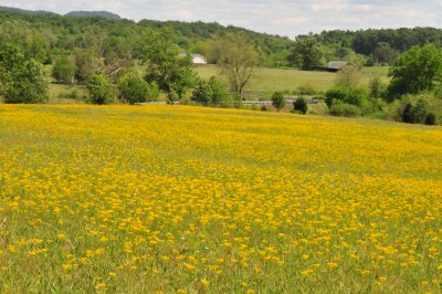 A FIELD OF GOLD