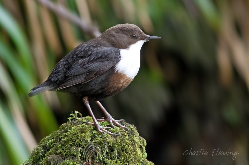Dipper - Cinclus cinclus