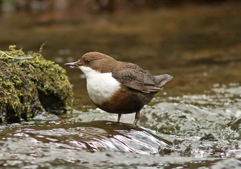 Dipper - Cinclus cinclus