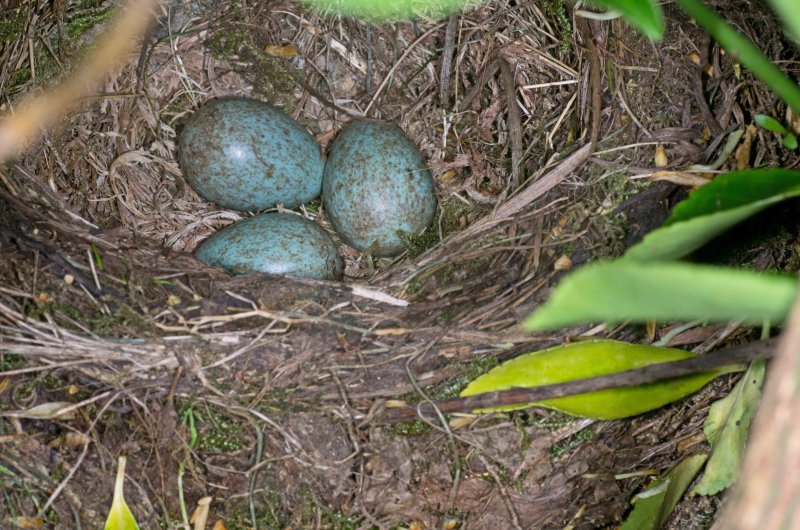 Blackbird - Turdus merula