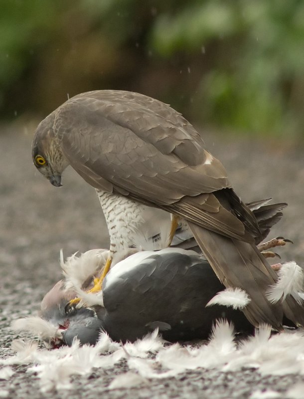 Sparrowhawk - Acipitor nisus