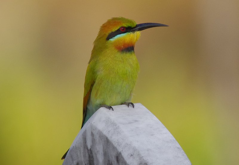 Rainbow Bee-eater, Merops ornatus