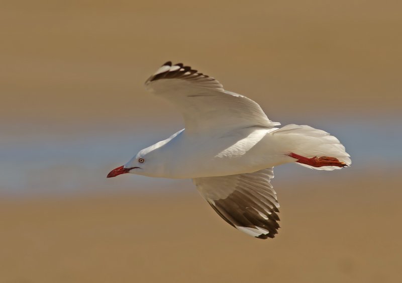 Silver Gull - Larus novaehollandiae