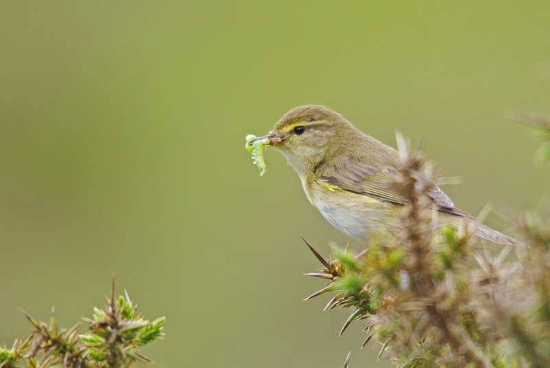 Willow Warbler - Phylloscopus trochilus