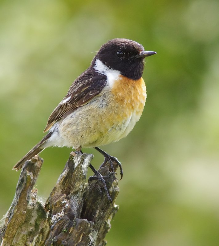 Stonechat