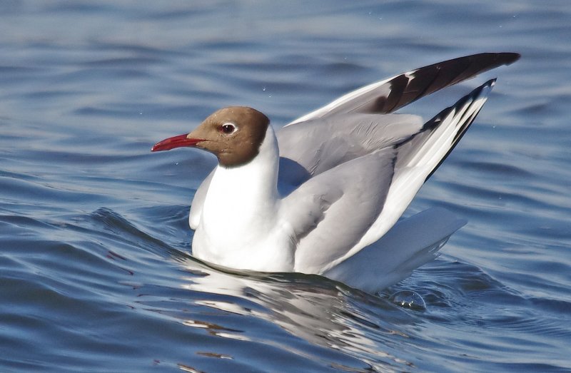 Black Headed Gull -  (Chroicocephalus ridibundus)