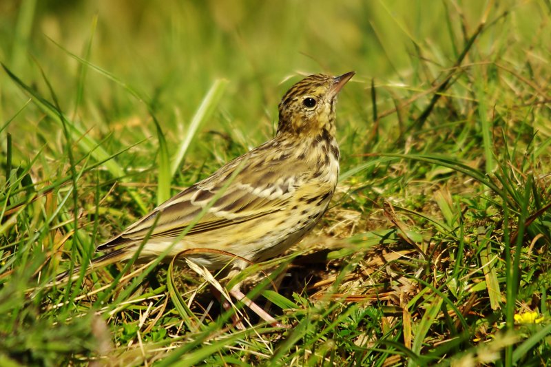Tree Pipit - Anthus trivialis