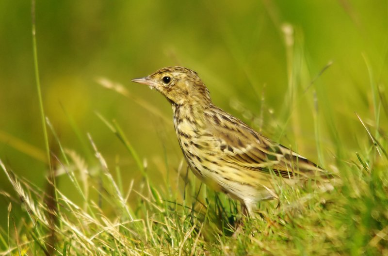 Meadow pipits - Anthus pratensis