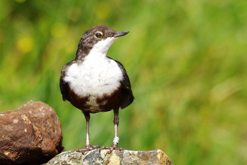 Dipper - Cinclus cinclus