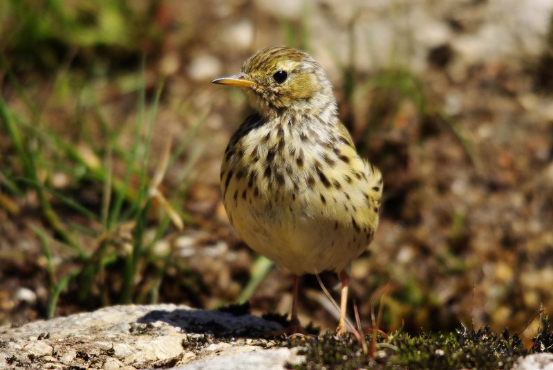 Meadow pipits - Anthus pratensis