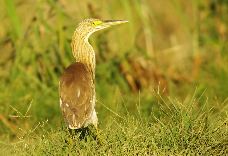 Squacco Heron