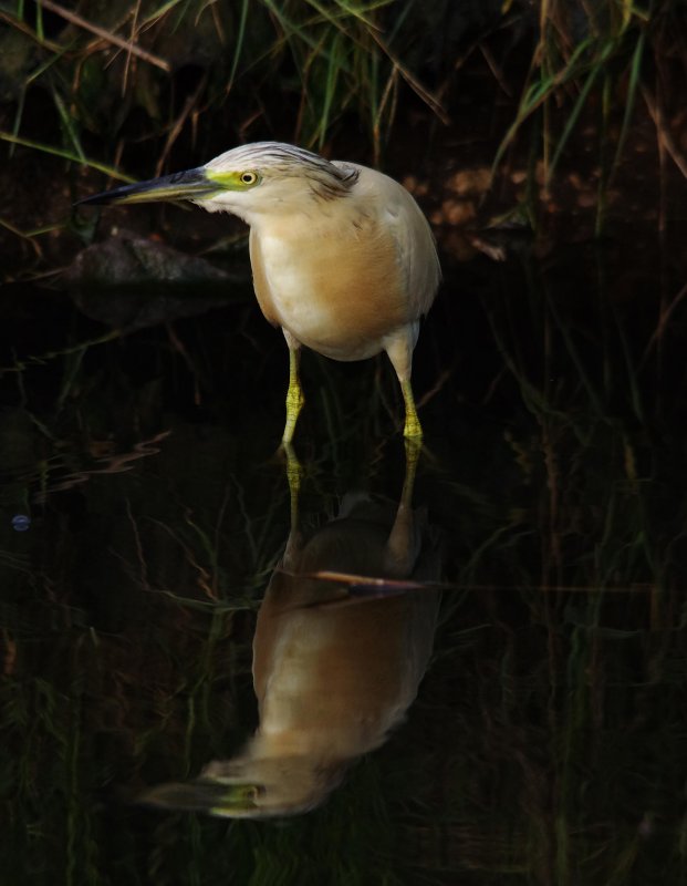 Squacco Heron