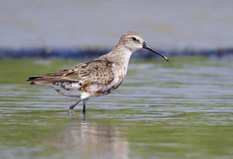 Curlew Sandpiper