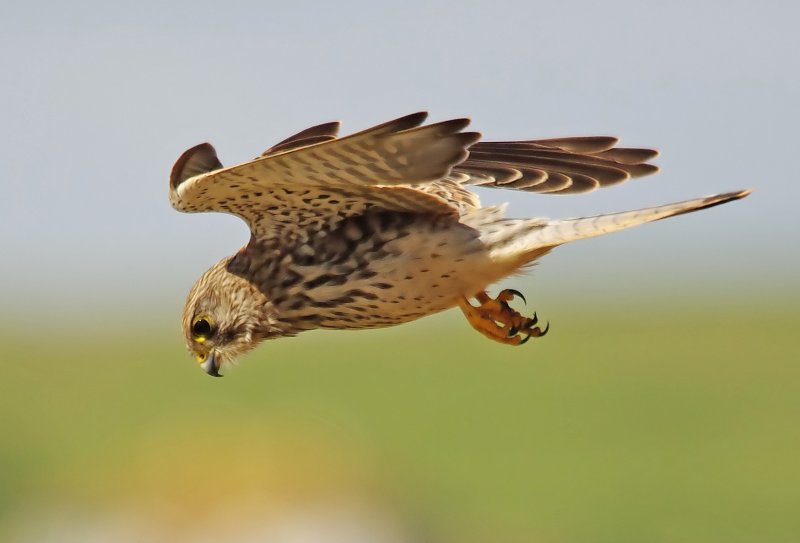 Kestrel - Falco tinnunculus